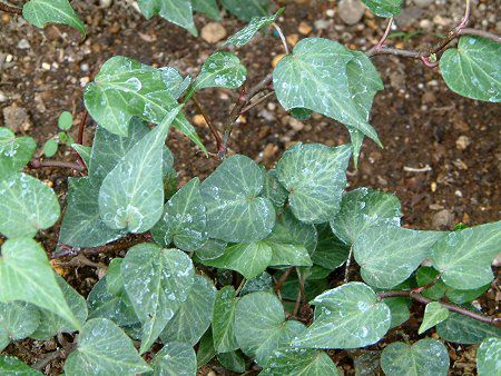 �w�f���E�w���b�N�X(Hedera helix)