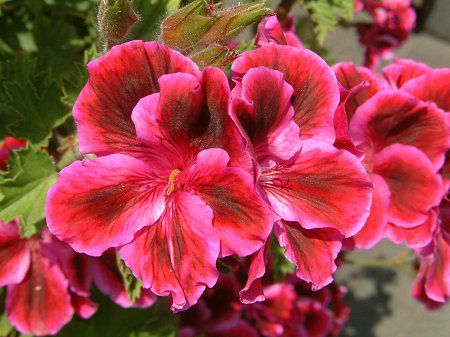 �y�����S�j�E��(Pelargonium)