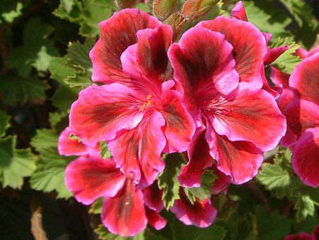 �y�����S�j�E��(Pelargonium)