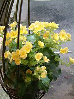 �G���`�I�[���E�x�S�j�A