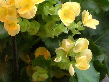 �G���`�I�[���x�S�j�A(Elatior begonia)