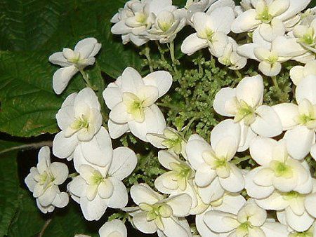 �J�V���o�A�W�T�C