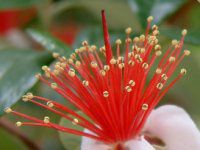 �t�F�C�W���A(Feijoa)