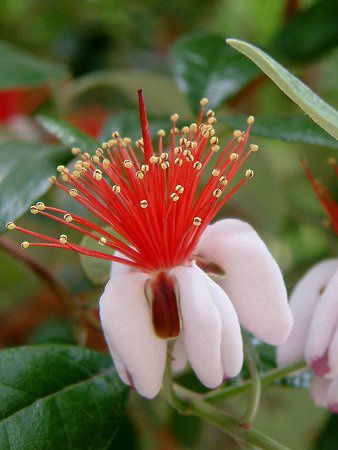 �t�F�C�W���A�iFeijoa�j