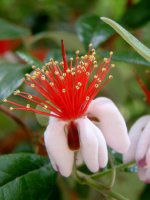 �t�F�C�W���A(Feijoa)