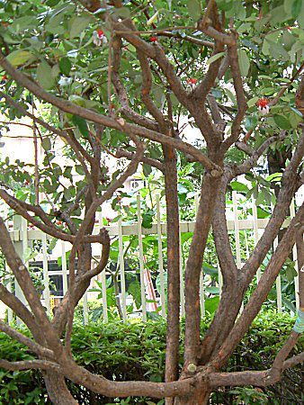 �t�F�C�W���A(Feijoa)