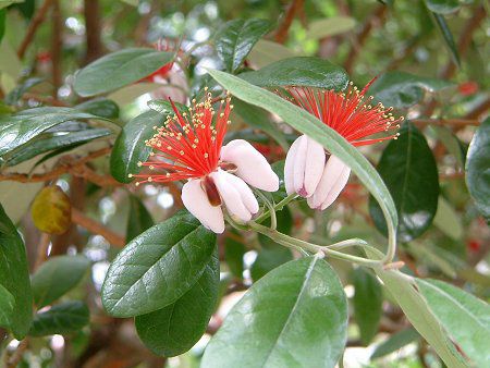 �t�F�C�W���A(Feijoa)