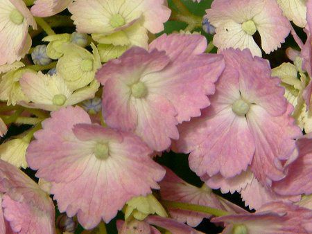 �A�W�T�C(���z��)-pink-summer