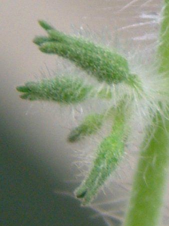 �~�j�g�}�g '�A�C�R'(Mini Tomato 'Aiko')