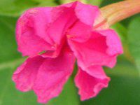 �I�V���C�o�i �I�V���C�o�i ������
