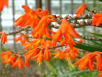 �N���R�X�~�A(Crocosmia)