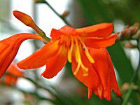 �N���R�X�~�A(Crocosmia)