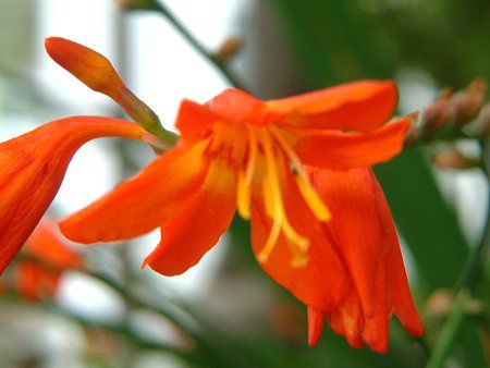 �N���R�X�~�A(Crocosmia)