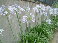 �A�K�p���T�X(Agapanthus)