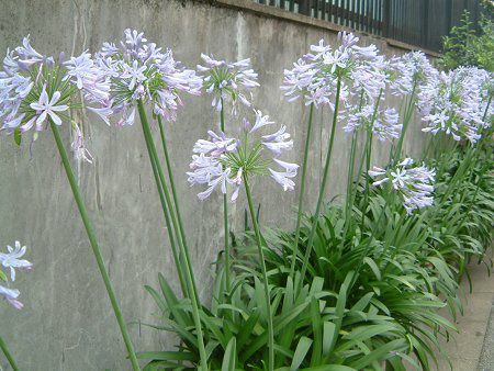 �A�K�p���T�X(Agapanthus)