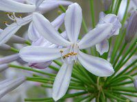 �A�K�p���T�X(Agapanthus)