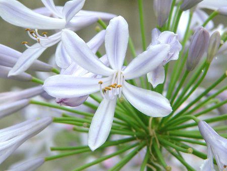 �A�K�p���T�X(Agapanthus)