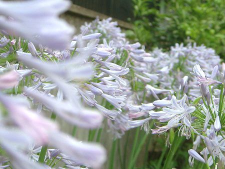 �A�K�p���T�X(Agapanthus)