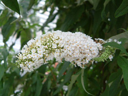 �u�b�h���A(Buddleja)