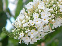 �u�b�h���A(Buddleja)
