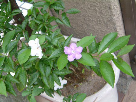 �j�I�C�o���}�c��(������)