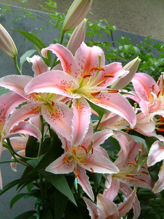 �I���G���^���n�C�u���b�h '�x���K��(Bergamo)'