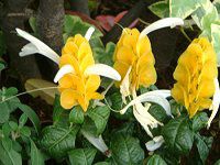 �p�L�X�^�L�X�E���e�A�iPachystachys lutea�j
