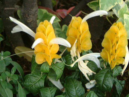 �p�L�X�^�L�X�E���e�A(Pachystachys lutea)