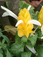 �p�L�X�^�L�X�E���e�A(Pachystachys lutea)