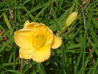 �w�����J���X(Hemerocallis)