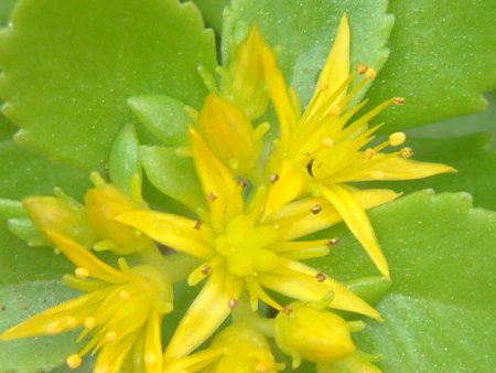 �L�����\�E(�i�ّ�)