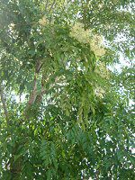 �V�}�g�l���R 