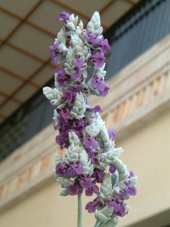 �~�Y�J���i(��Cannna)