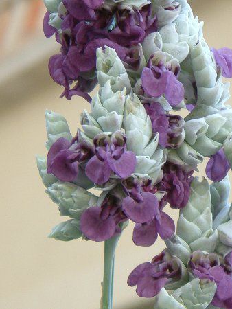�~�Y�J���i�i��Cannna�j