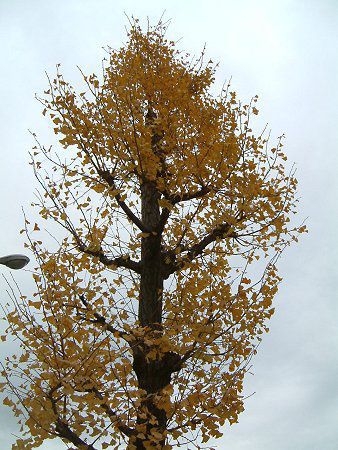 �C�`���E�i�������j