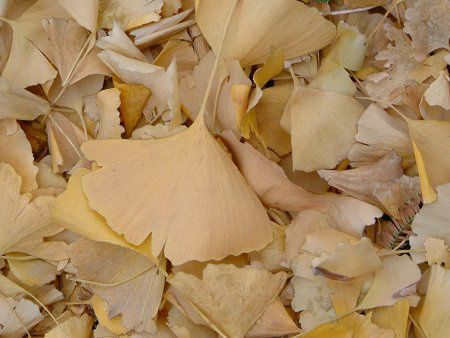 �C�`���E�i�������j