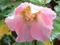 �t���E
