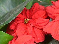 �|�C���Z�`�A(Poinsettia)�E�E�B���^�[���[�Y�E�A�[���[���b�h