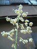 ���b�J����(Yucca��)
