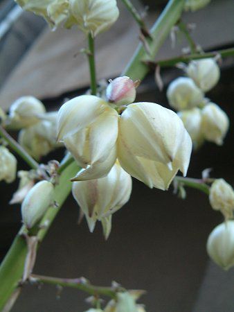 ���b�J(Yucca)