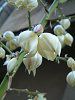 ���b�J����(Yucca��)