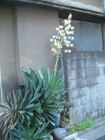 ���b�J(Yucca)