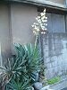 ���b�J����(Yucca��)