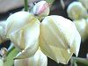���b�J����(Yucca��)