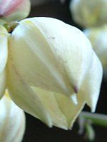 ���b�J�����iYucca���j