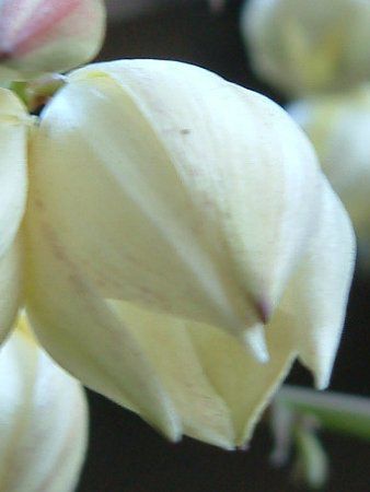 ���b�J(Yucca)