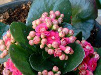 �J�����R�G���d�炫