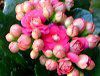 �J�����R�G���d�炫�N�C�[��