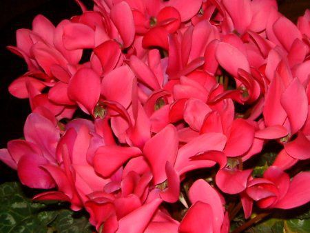 �V�N������(Cyclamen)