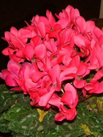�V�N������(Cyclamen)